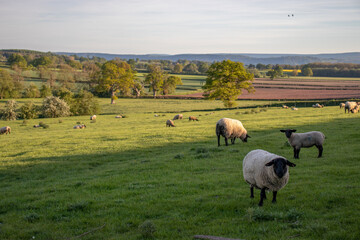Obraz premium flock of sheep on the meadow