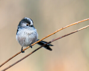 Obraz premium long tailed tit 