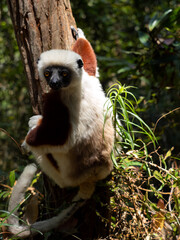 Crowned Sifaka, Propithecus coquereli, sitting on a tree. Réserve Peyrieras Madagascar Exotic