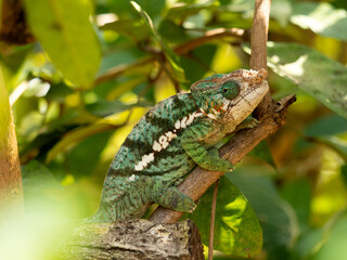 The male chameleon, Calumma globiferum, has a small growth on the tip of its snout. Réserve Peyrieras Madagascar Exotic