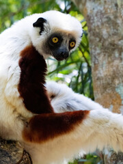 Portrait of Crowned Sifaka, Propithecus coquereli, Réserve Peyrieras Madagascar Exotic