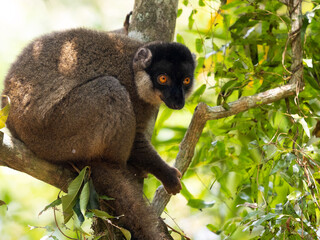 Common Brown Lemur, Eulemur fulvus, sits on a tree and observes the surroundings. Réserve Peyrieras Madagascar Exotic