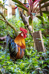 A cock in a garden in Thailand