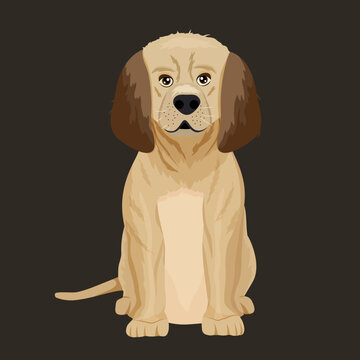 Realistic golden color labrador puppy sitting and looking. Pedigree dog. Vector stock illustration. Pet. Black background. isolated. Command. obedient animal