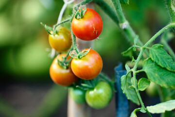 Branch of ripening tomatoes in vegetable garden greenhouse.