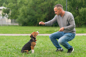 puppy training outdoors, the beagle follows the command, sit