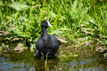 A coot in a pond