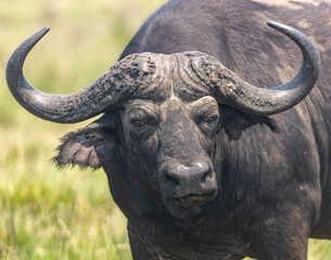 African Buffalo, Cape Buffalo, Buffalo