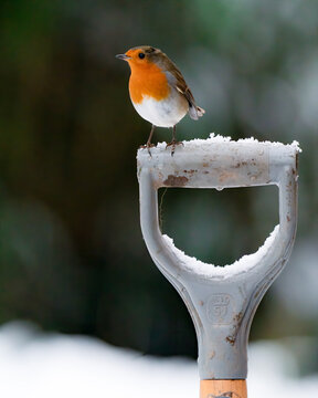 robin in snow