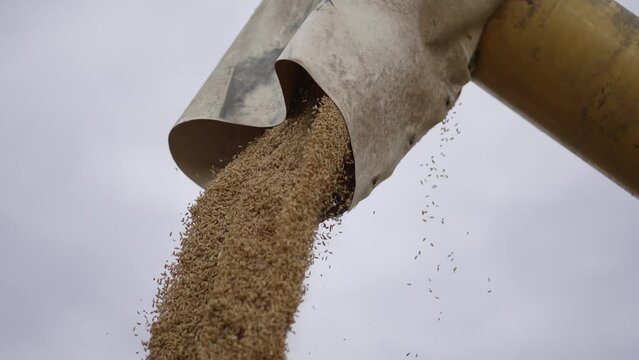 Combine harvester discharging rice maize kernels in slow motion