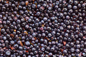 Texture of unsorted fresh blueberries harvested in forest.
