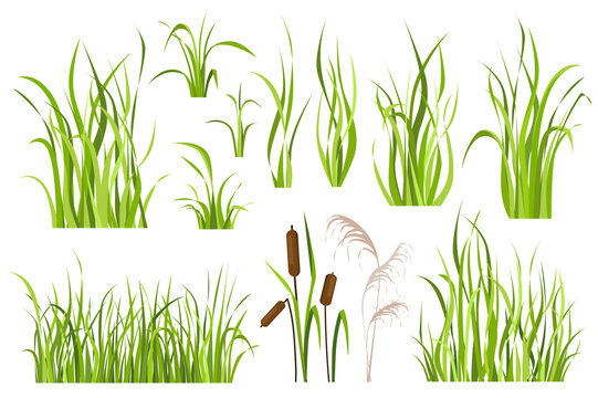 Cane and reed plant set graphic elements in flat design. Bundle of green grass of sedge, cattail, swamp herbs, other marsh grass for wetland landscape decoration. Illustration isolated objects