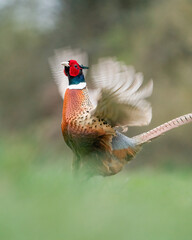 pheasant