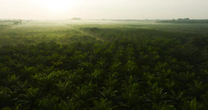 Aerial view palm oil tree High quality video 4K