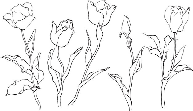 チューリップの線画イラスト