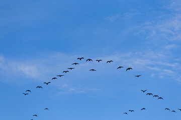 Group of migrating geese birds