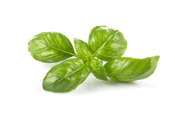 Fresh green leaf basil