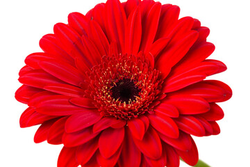 Red  orange gerbera flower