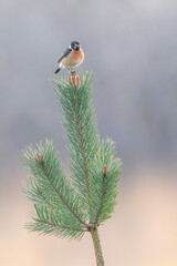 male stonechat 