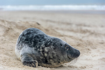 Young seal in its natural habitat laying on the beach and dune in Dutch north sea cost (Noordzee) The earless phocids or true seals are one of the three main groups of mammals, Pinnipedia, Netherlands