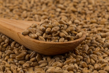 Wheat grain on white
