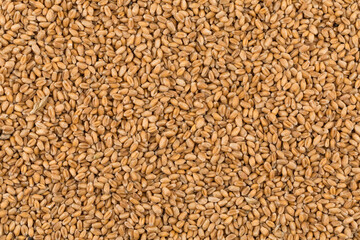 whole background of wheat grain