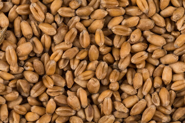 whole background of wheat grain