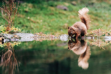 Red Squirrel eating nuts in the countryside and rain and water