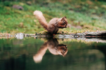 Red Squirrel eating nuts in the countryside and rain and water
