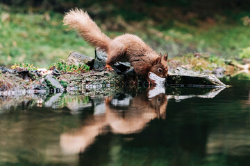 Red Squirrel eating nuts in the countryside and rain and water