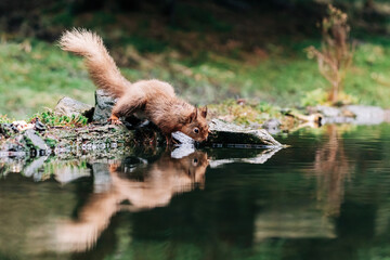 Red Squirrel eating nuts in the countryside and rain and water
