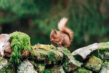 Naklejka na ściany i meble Red Squirrel eating nuts in the countryside and rain and water