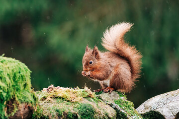 Red Squirrel eating nuts in the countryside and rain and water
