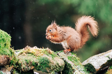 Red Squirrel eating nuts in the countryside and rain and water