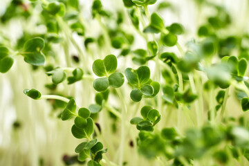 Fresh broccoli sprouts or microgreens, close up