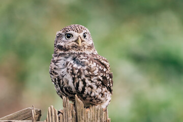 Little Owl sat on fence post looking for prey, beautiful white and brown feathers