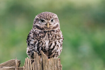 Little Owl sat on fence post looking for prey, beautiful white and brown feathers