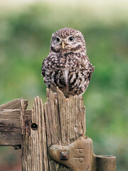 Little Owl sat on fence post looking for prey, beautiful white and brown feathers