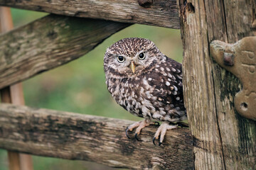 Little Owl sat on fence post looking for prey, beautiful white and brown feathers