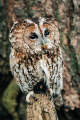 Barred Old sat on tree with beautiful brown and white body with stunning bold eyes
