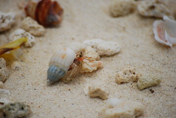 Hermit Crab on the beach with shell, sand and stones