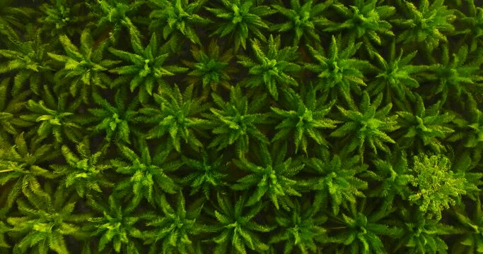 Aerial view palm oil tree High quality video 4K