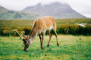 Deer in the wilderness of Vale of Glencoe 