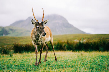 Naklejka premium Deer in the wilderness of Vale of Glencoe 