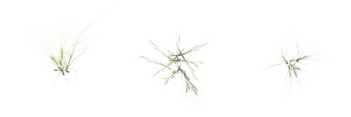 wild field grass, top view, isolated on white background, 3D illustration, cg render