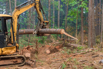 Deforestation process uses tractor manipulator to lift logs with help tractor manipulator provide...
