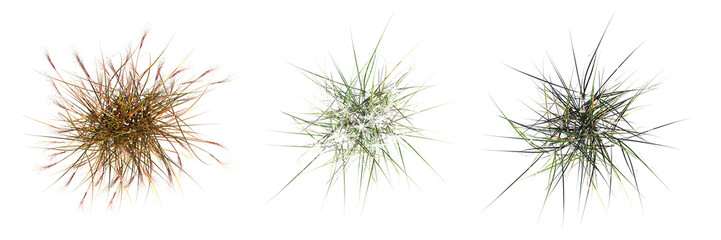 wild field grass, top view, isolated on white background, 3D illustration, cg render