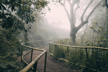 Foggy weather, path in the foggy forest, scary and misterious place, Madeira Island