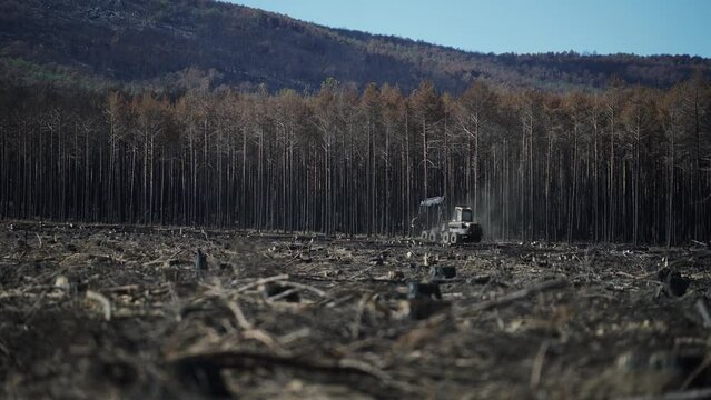 Logging machine driving along burnt pine tree forest