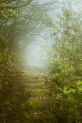 Foggy weather, path in the foggy forest, scary and misterious place, Madeira Island